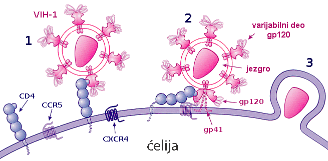 CD4 多少算晚期?小于 200 吗? 1 CD4 细胞与 HIV 病毒免疫应答示意图